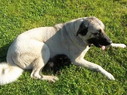 Štěňata Anatolský pastevecký pes,Karabash dog s PP