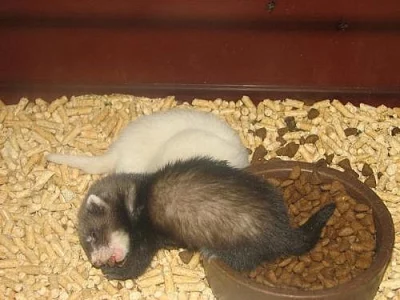 Fret'ata - úžasně vymazlená a hravá Ihned k odběru