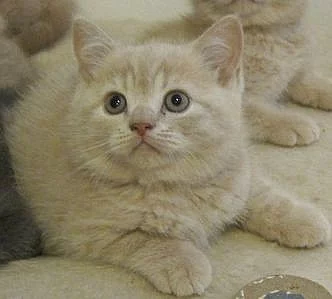 Prodám britská koťata s PP