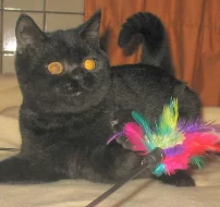 Britská vymazlená koťátka-kocourci ihned k odběru!