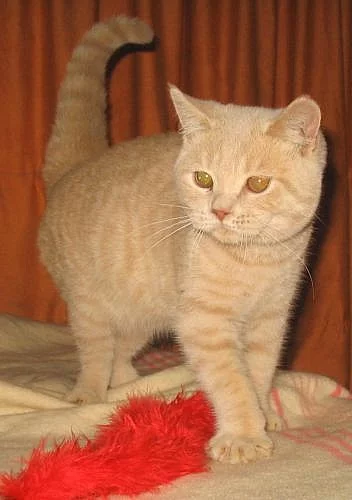 Britská vymazlená koťátka-kocourci ihned k odběru!