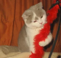 Britská vymazlená koťátka-kocourci ihned k odběru!