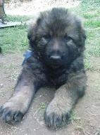 Německý ovčák dlouhosrstá štěňata bez PP