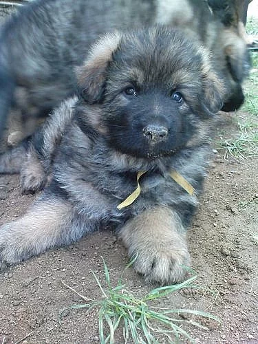 Německý ovčák dlouhosrstá štěňata bez PP