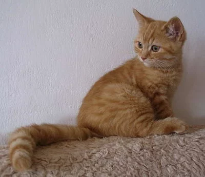 Britský kocourek s PP