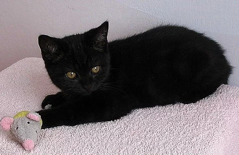 Britský kocourek s PP