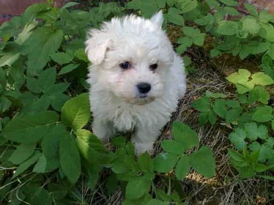 maltézáček mini-stenatka