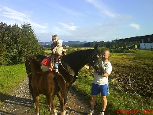 Prodám kobylu s hříbětem