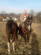 Prodám kobylu s hříbětem