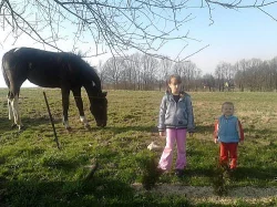 Prodám kobylu s hříbětem