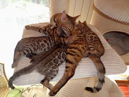 BENGÁLSKÁ KOČKA - KOŤÁTKA NA PRODEJ