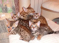 BENGÁLSKÁ KOČKA - KOŤÁTKA NA PRODEJ