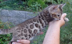 BENGÁLSKÁ KOČKA - KOŤÁTKA NA PRODEJ