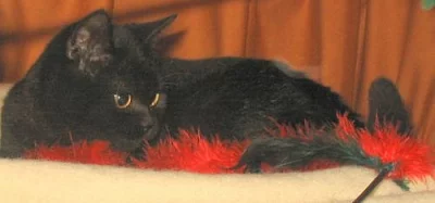 Britská vymazlená koťátka-kocourci ihned k odběru!