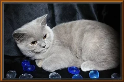 Britské koťátka v atraktivních barvách