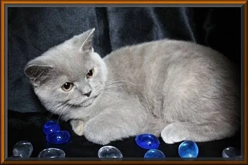 Britské koťátka v atraktivních barvách