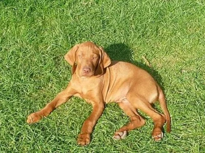 Maďarský ohař-prodám štěně