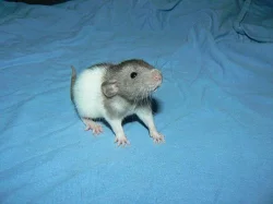 potkani-dlouhosrstí,dumbo,fuzz,dwarf,standard