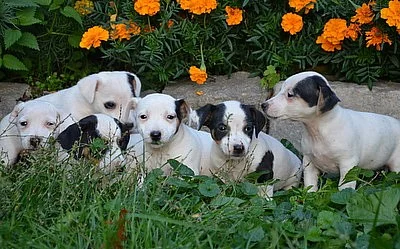 krásná štěnátka jack russell terier
