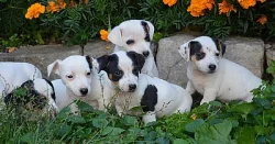 krásná štěnátka jack russell terier