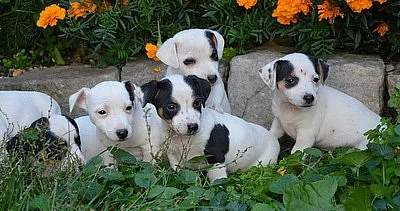 krásná štěnátka jack russell terier