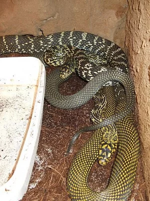 ELAPHE CARINATA