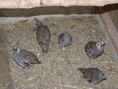 Prodám letošní odchovy bažantů a křepelů