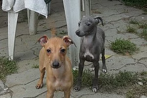 Italský chrtík - štěňata