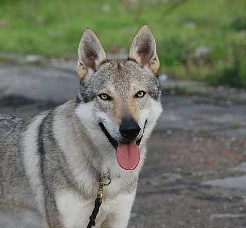 Československý vlčák, štěňata s PP