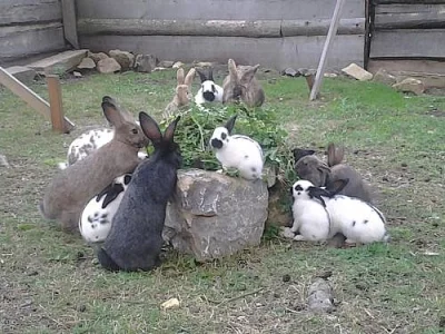 SAMCI ČESKÝ STRAKÁČ