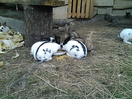 SAMCI ČESKÝ STRAKÁČ