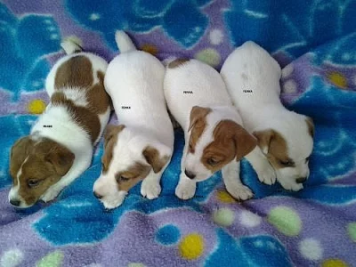 Jack russel terier stenata