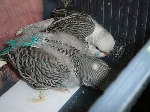 Prodej ručně dokrmovaných andulek 