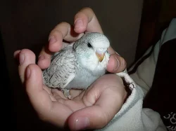 Prodej ručně dokrmovaných andulek 