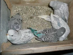 Prodej ručně dokrmovaných andulek 