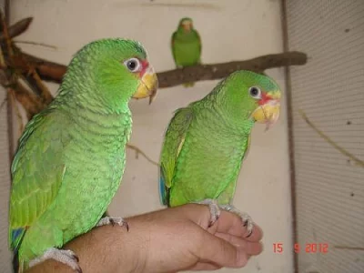 Amazoňan běločelý albifrons