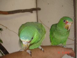 Amazoňan běločelý albifrons