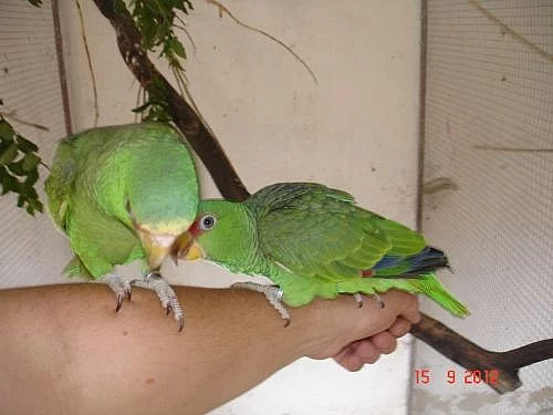 Amazoňan běločelý albifrons