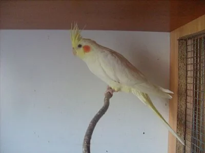 Korely chocholaté-lutina