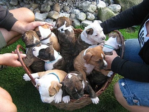 AMERICKÝ STAFORDŠIRSKÝ TERIÉR - štěňata s PP