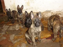 Holandský ovčák s PP