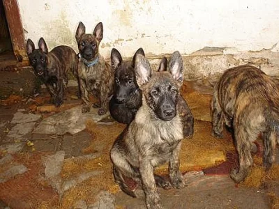 Holandský ovčák s PP