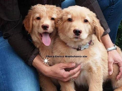 Hovawart s PP ihned k odběru