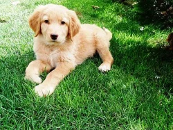 Hovawart s PP ihned k odběru