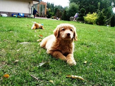 Hovawart s PP ihned k odběru