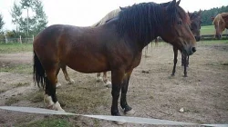 Prodám 2 klisny ČMB, Fany a Jessy