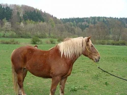 Prodám 2 klisny ČMB, Fany a Jessy