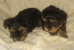 Jorkšírský teriér - štěňátka - pejsci bez PP