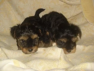 Jorkšírský teriér - štěňátka - pejsci bez PP