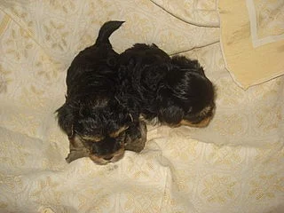 Jorkšírský teriér - štěňátka - pejsci bez PP